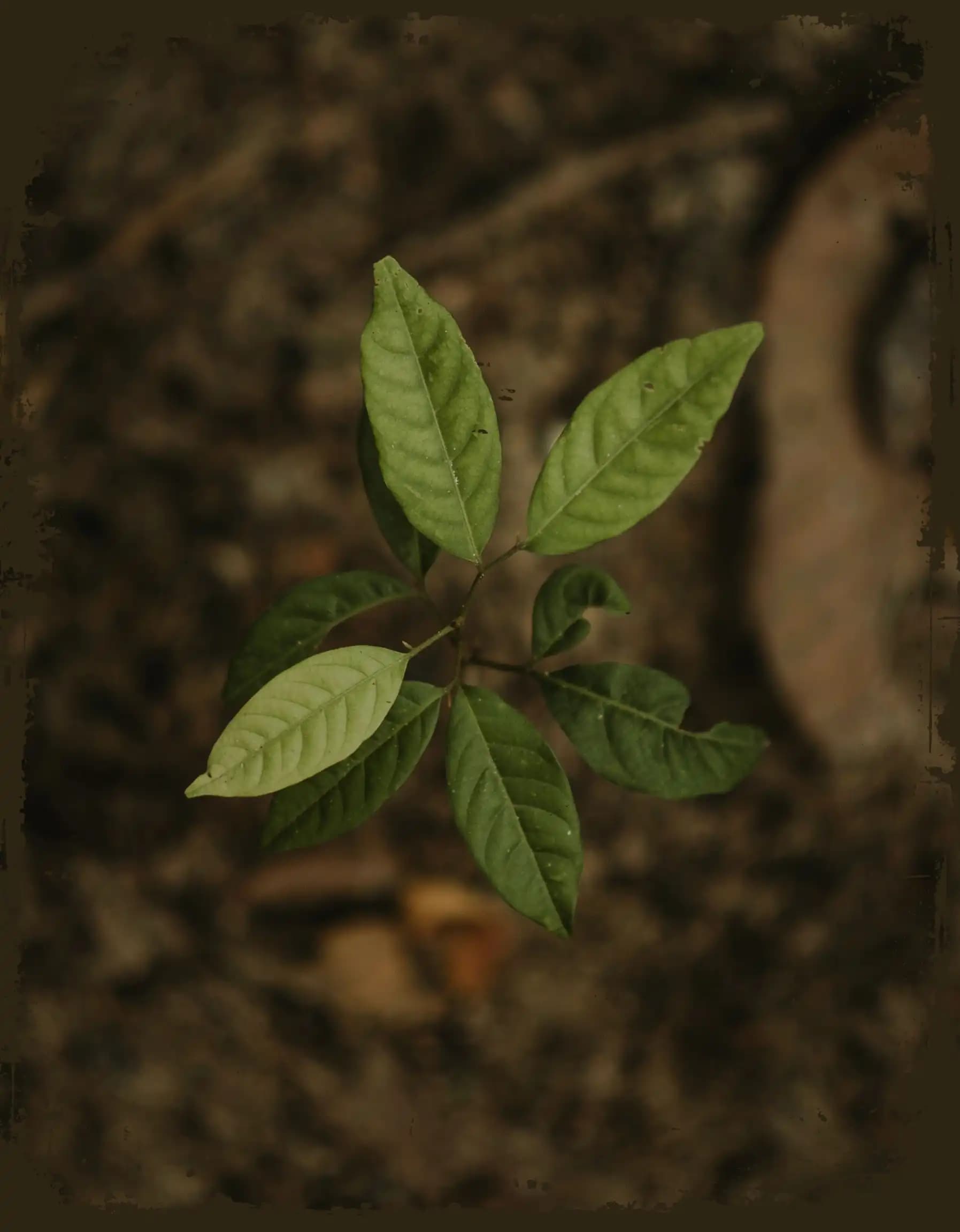 Background Home